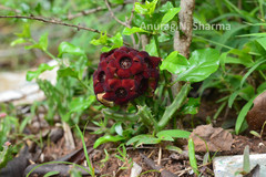 Caralluma truncatocoronata